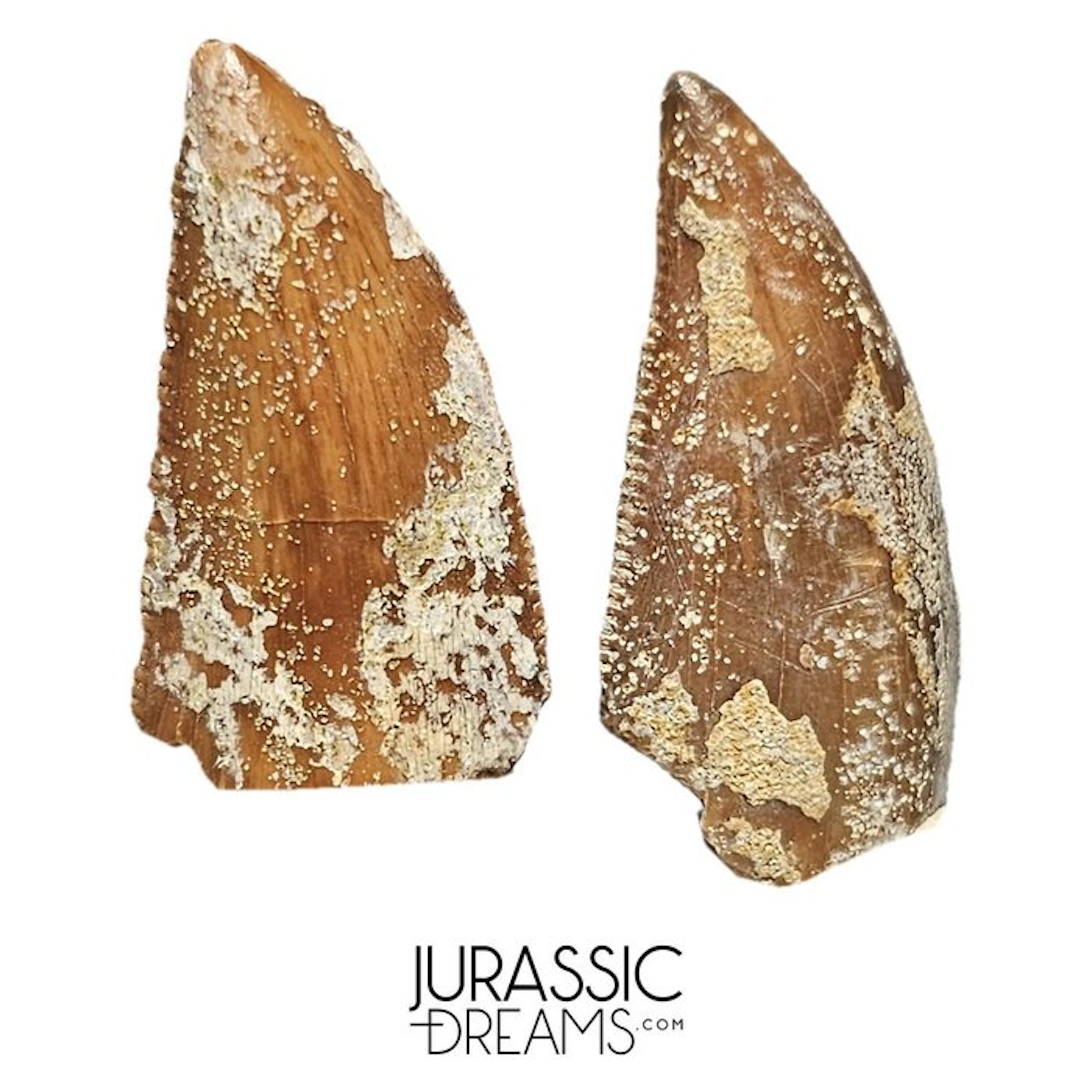 Set of 2 Large Majungasaurus crenatissimus Abelisaurid...