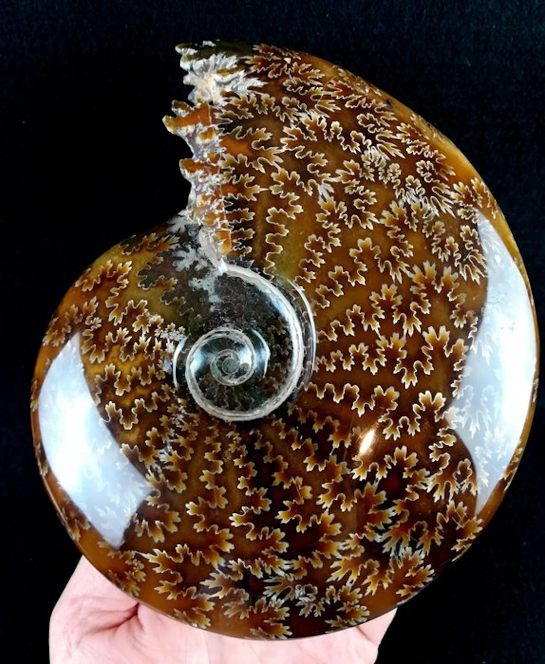 Ammonite - Fossilised animal - Aioloceras (Cleoniceras)...