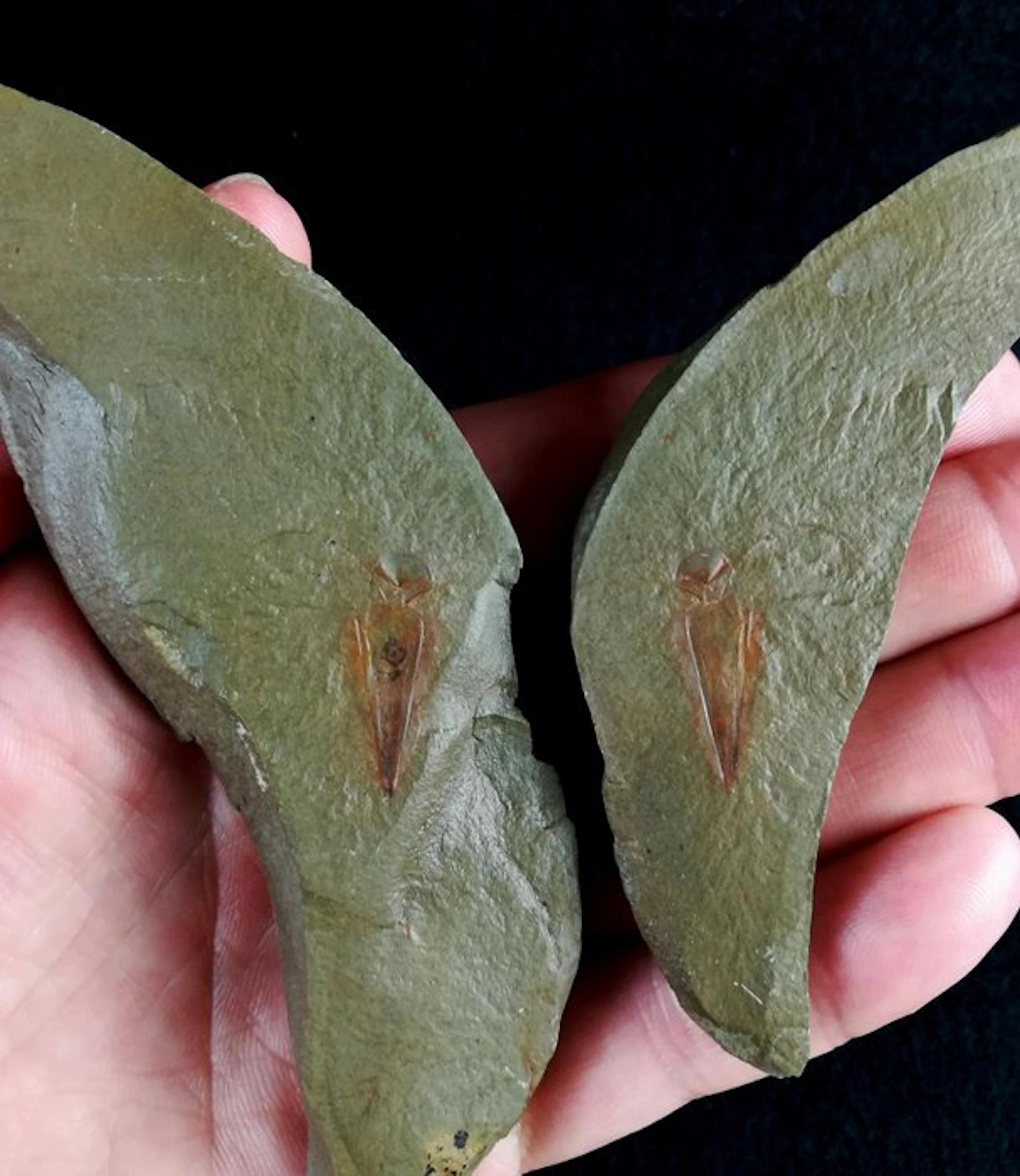 Impressive Hyolitha – soft parts preserved!!!...