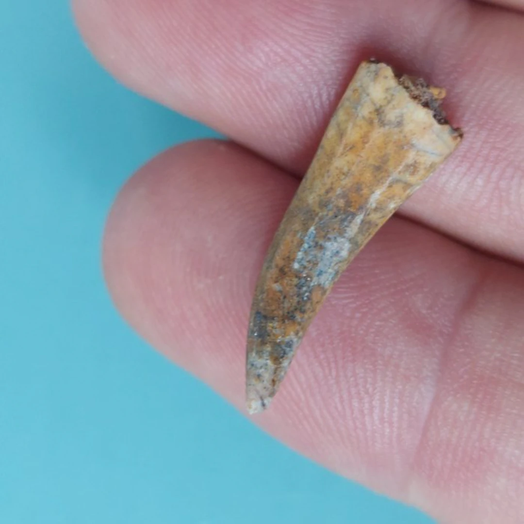 Pterosaur - Fossil tooth - 28 mm - 10 mm