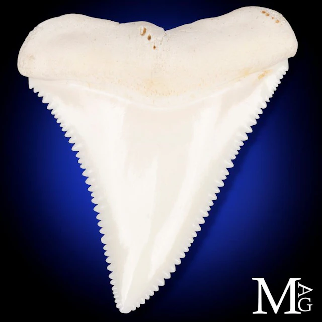 Exceptional Great White Shark Tooth Upper Jaw A2 Tooth...