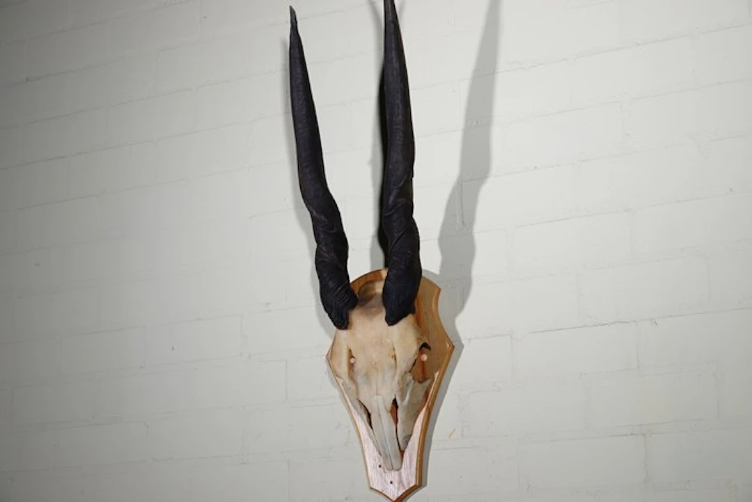 African Antelope Skull - Common Eland - Taurotragus...