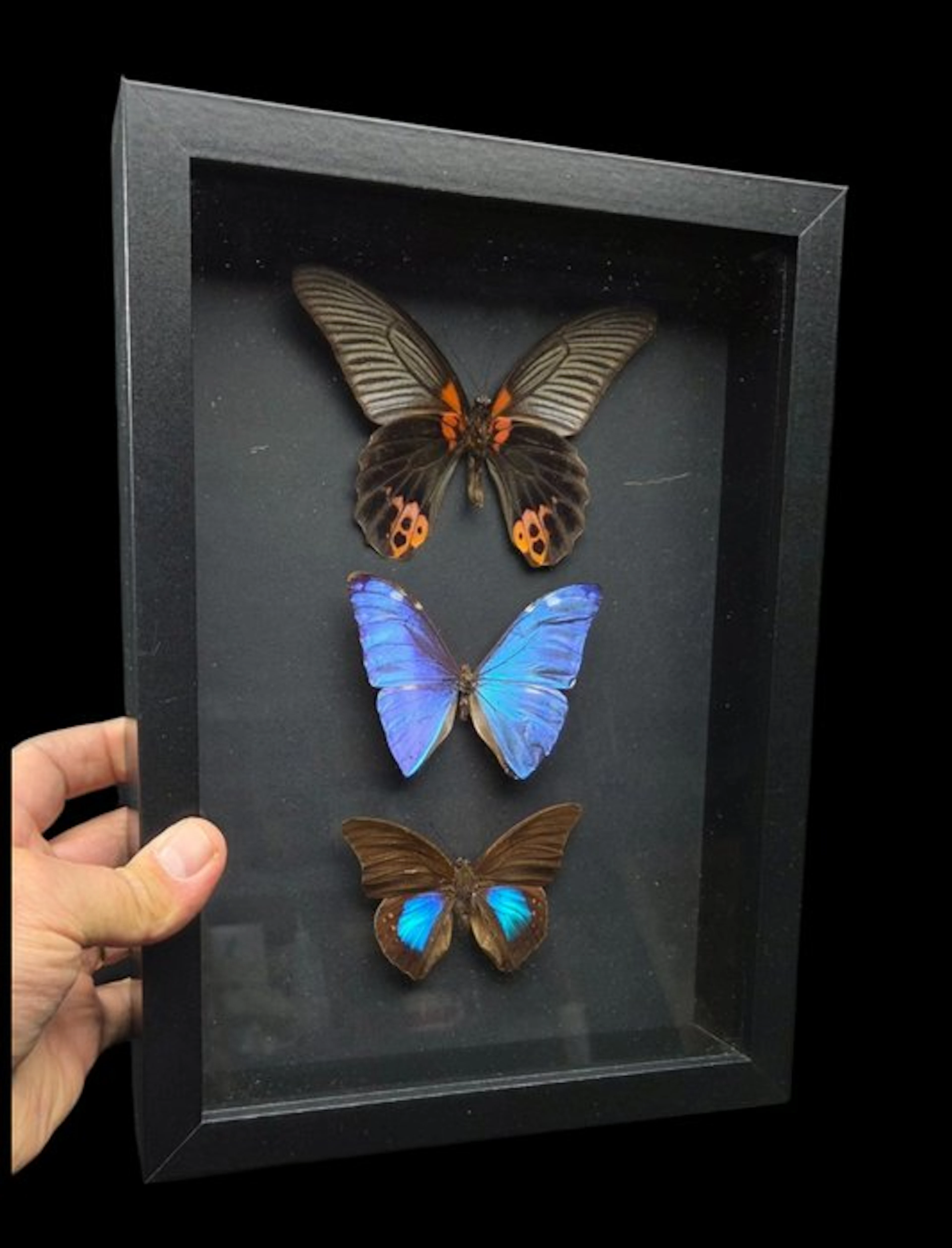 Fabulous 3 butterfly Morpho and Papilio sp
