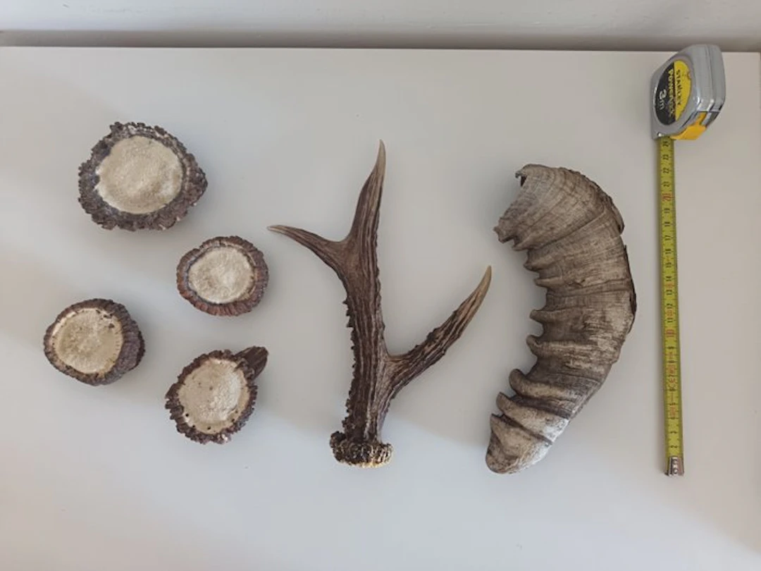 Ibex Horns - Stambecco - 5 cm - 5 cm - 10 cm - (6)