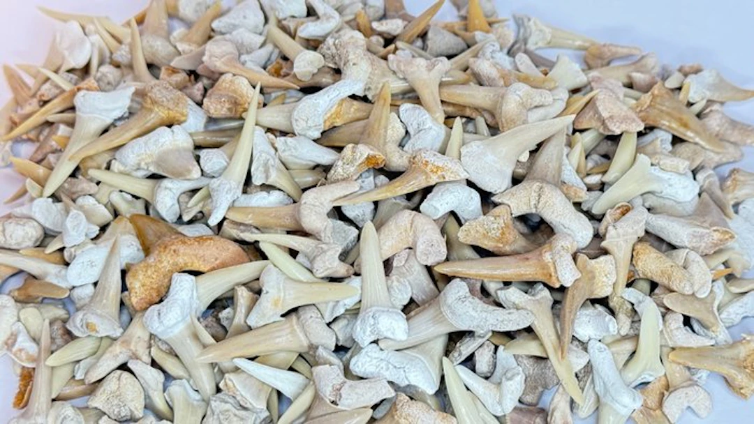 Over 500 pieces! 500 g of real shark teeth – A wide...