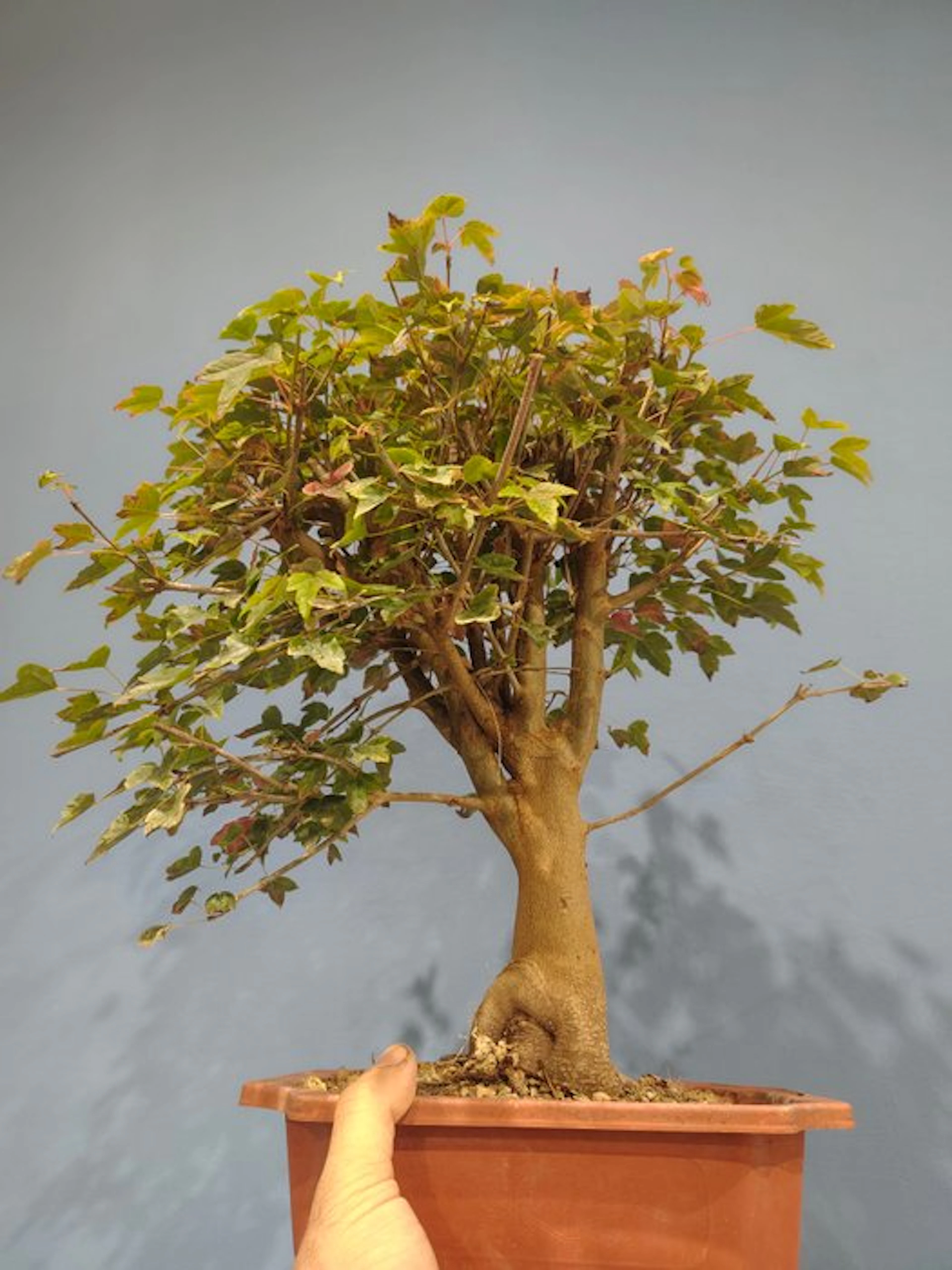 Trident maple bonsai (Acer buergerianum) - Height (Tree)...