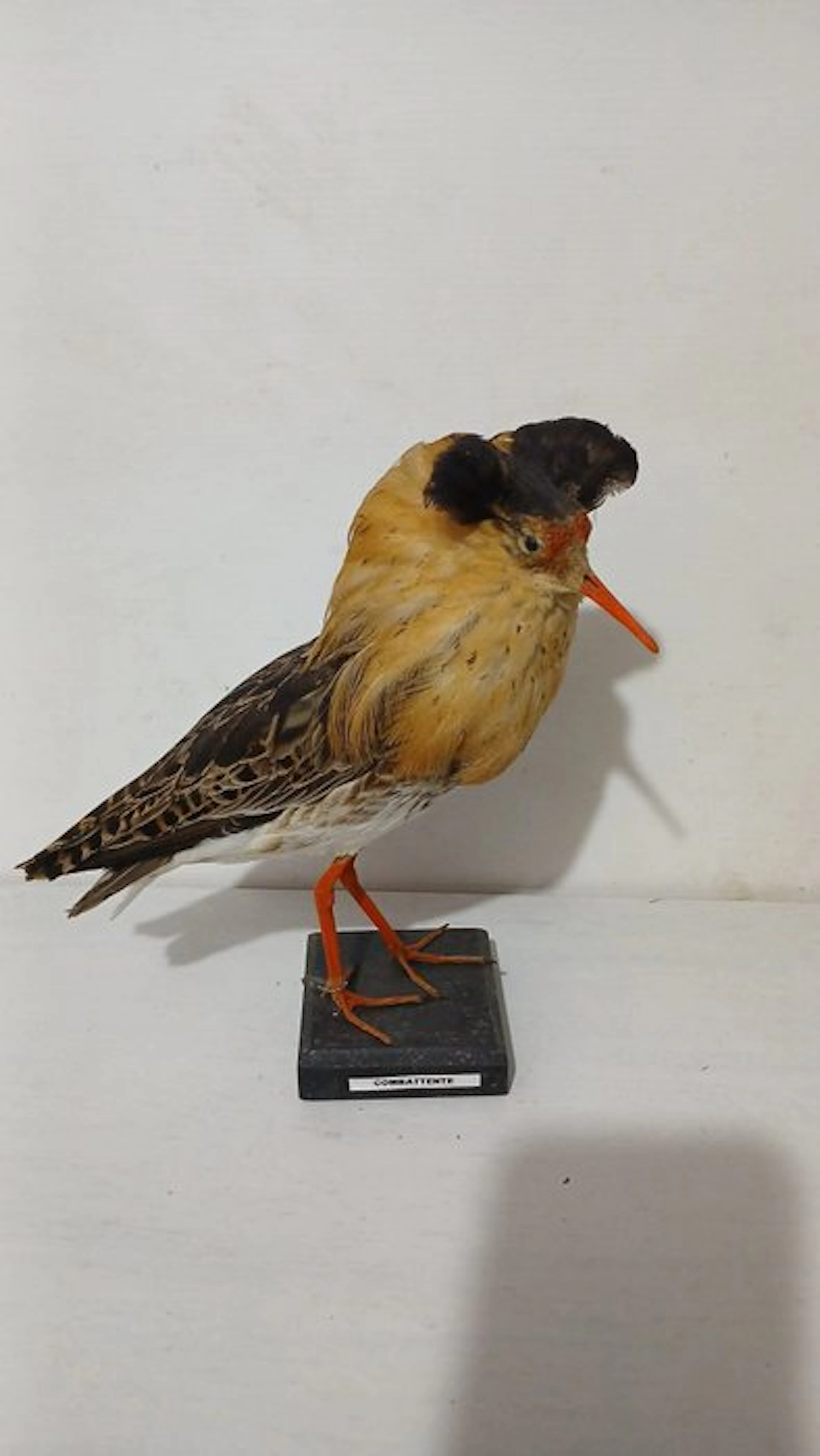 fighter Taxidermy full body mount - Calidris pugnax - 32 cm - 18 cm - 26 cm - 1