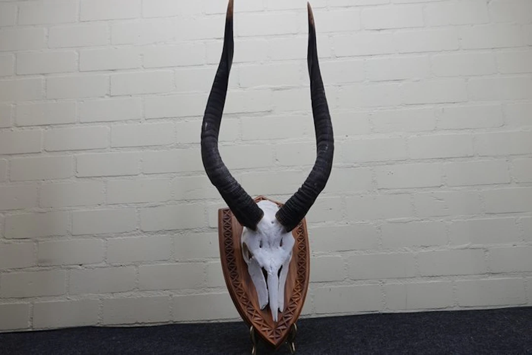 Nyala Skull - Tragelaphus angasii - 40 cm - 67 cm - 32 cm- non-CITES species