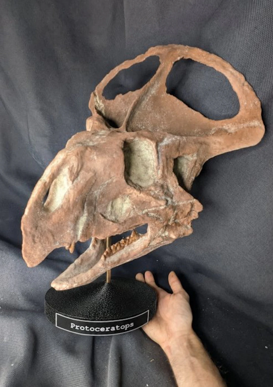 Fossil skull - Protoceratops - Museum-Grade Replica - 43 cm - 33 cm