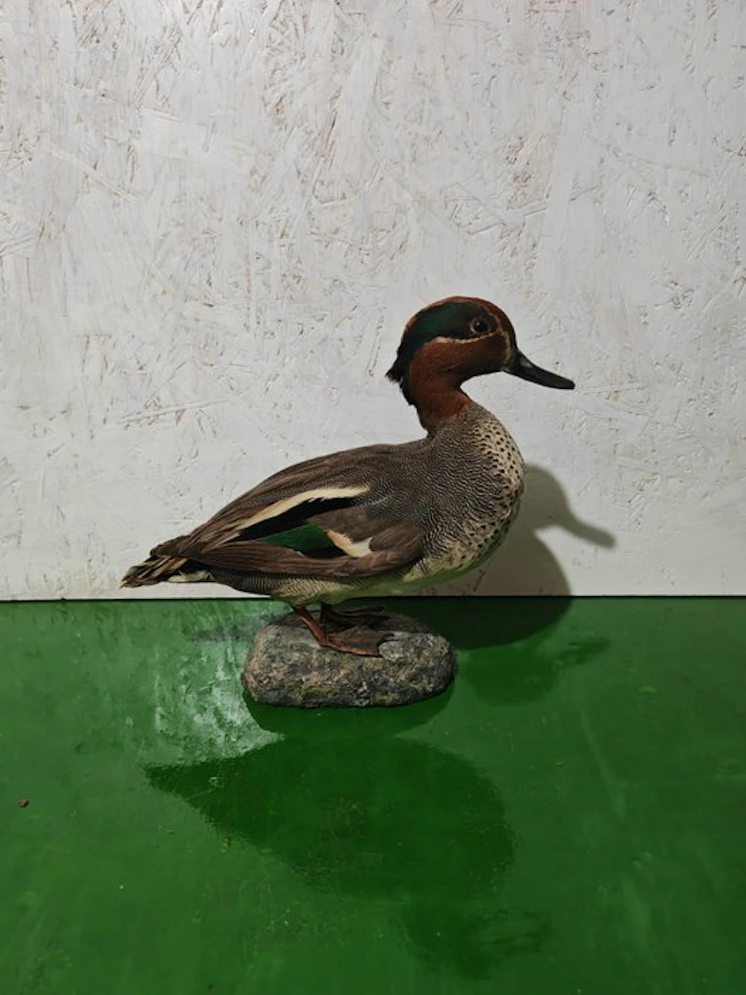 Teal Taxidermy full body mount - Anas crecca - 26 cm - 16 cm - 22 cm - 1