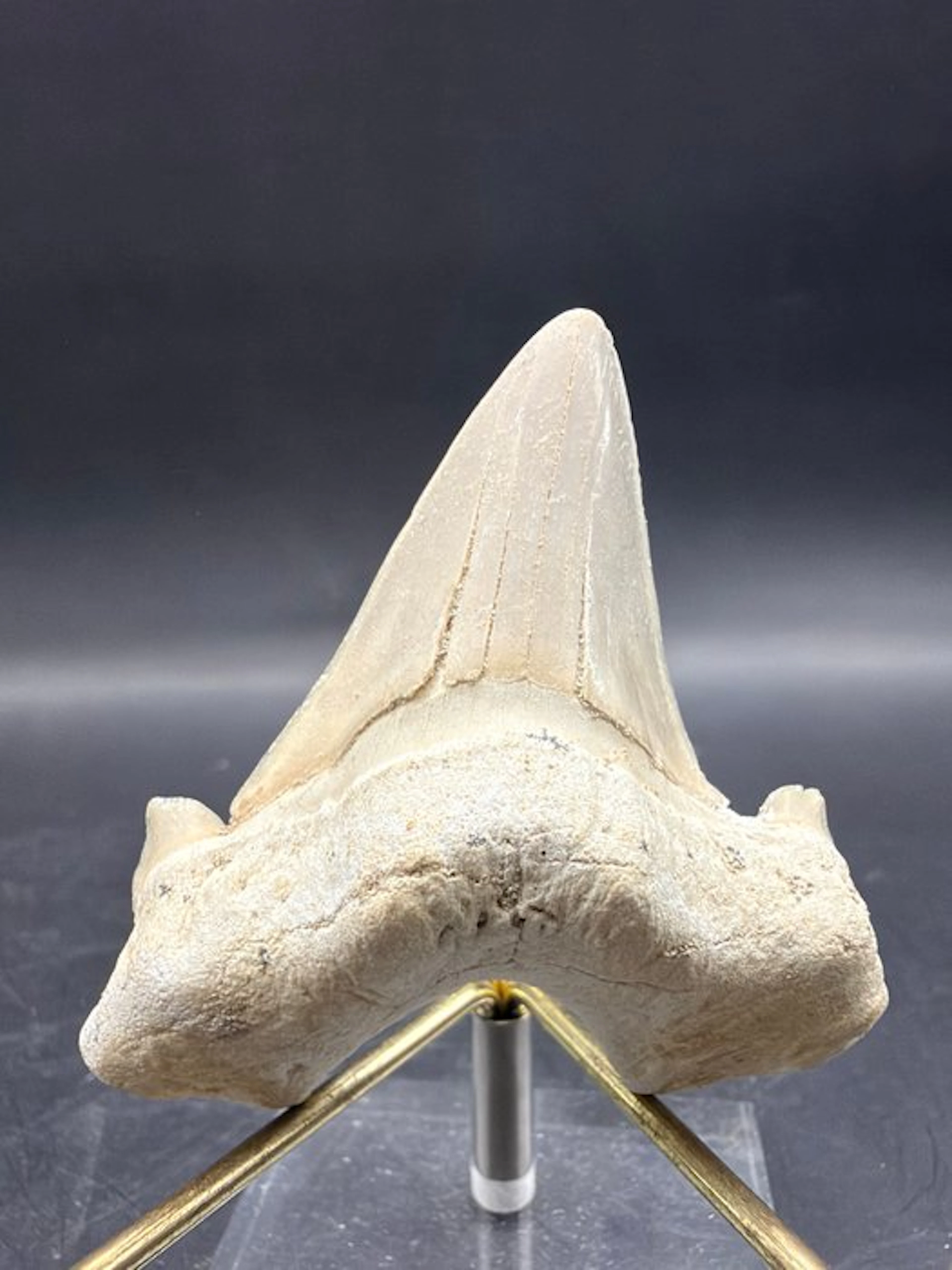 Shark - Fossil tooth - Otodus obliquus - 6.3 cm (No reserve price)