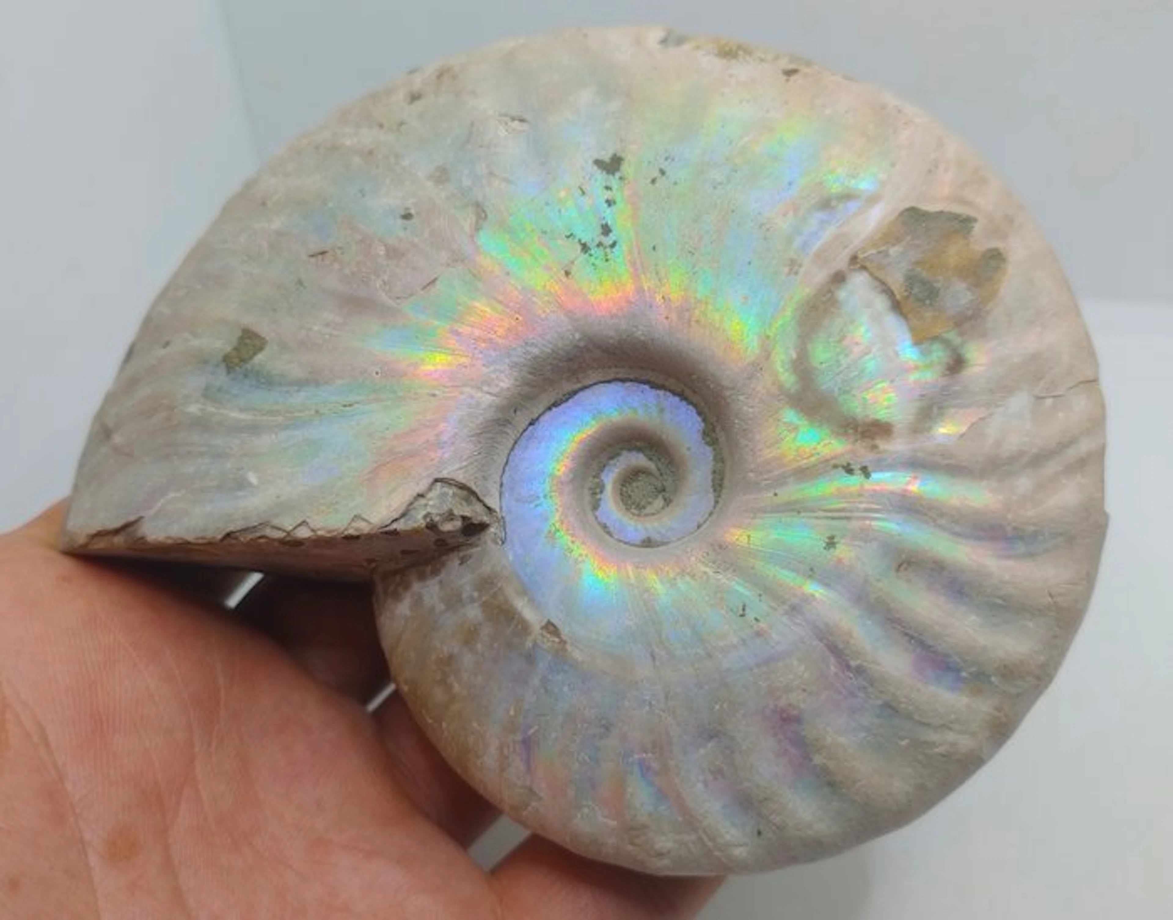 Top Quality - Iridescent Ammonite - Cleoniceras Besairei...