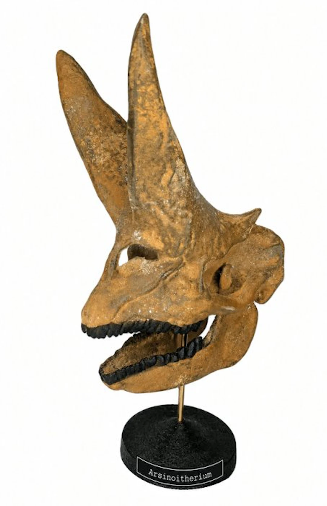 Fossil skull - Arsinoitherium - Museum-Grade Replica - 30 cm - 24 cm