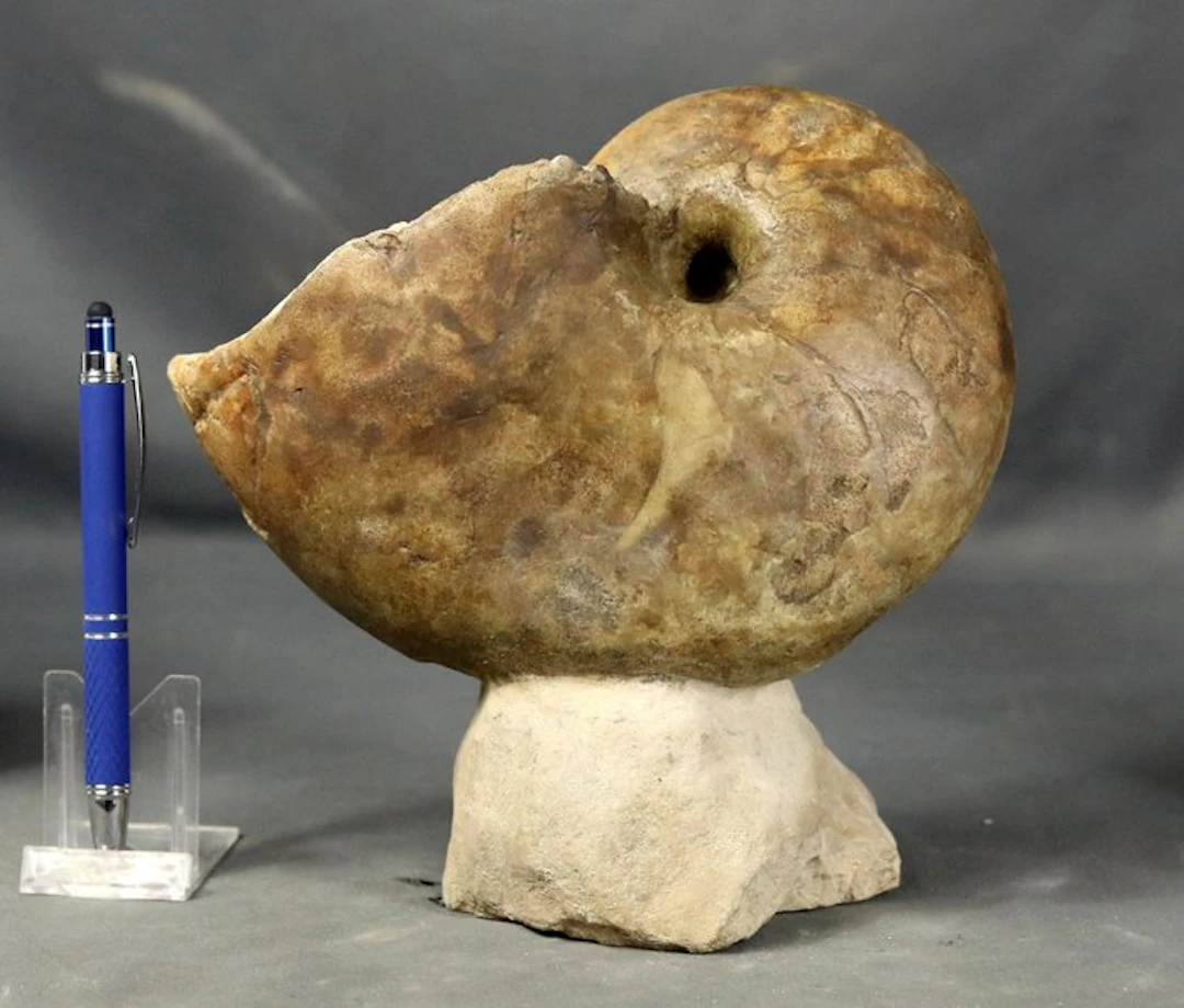 Outstanding nautiloid on stone - Fine quality -...