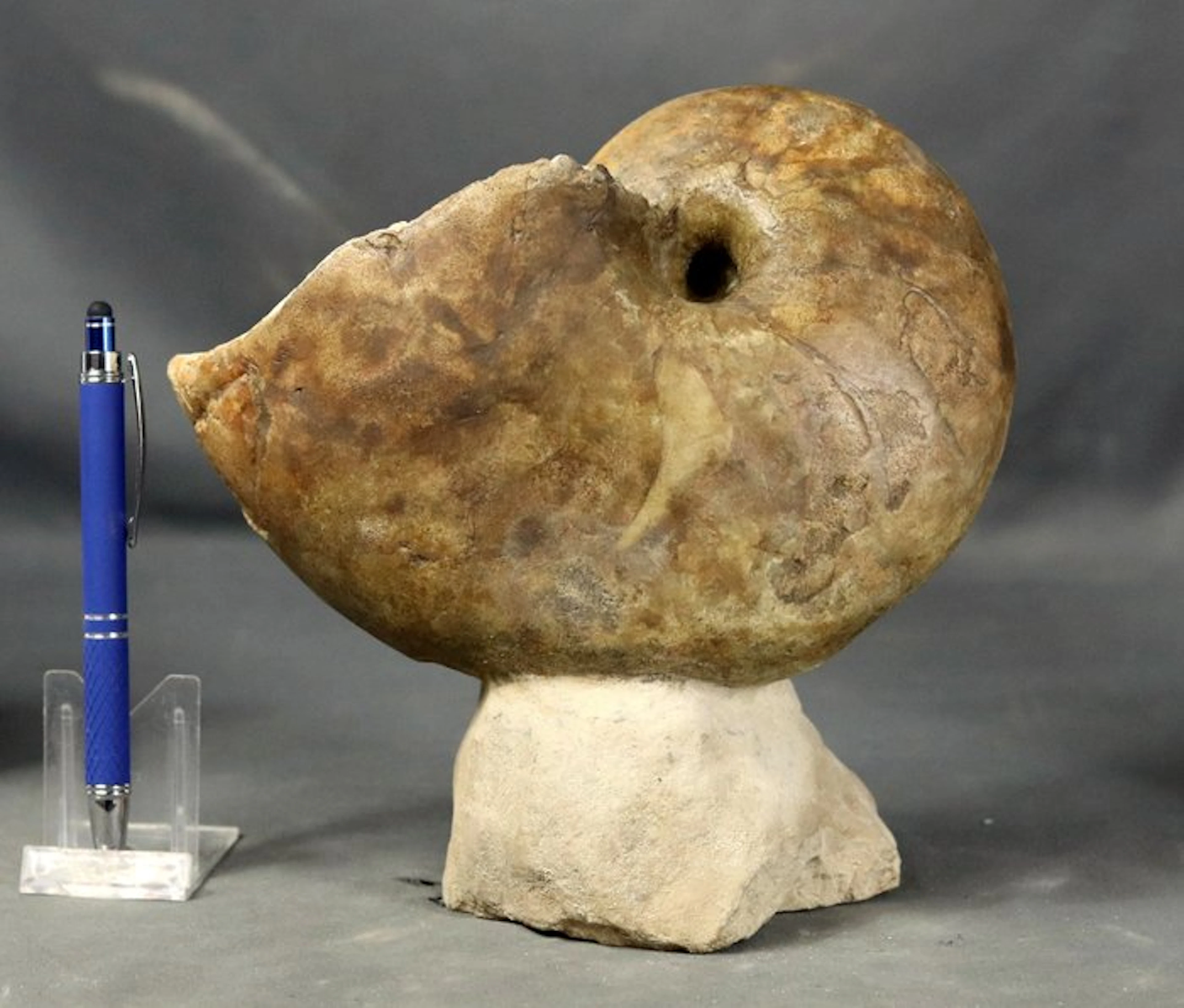Outstanding nautiloid on stone - Fine quality -...