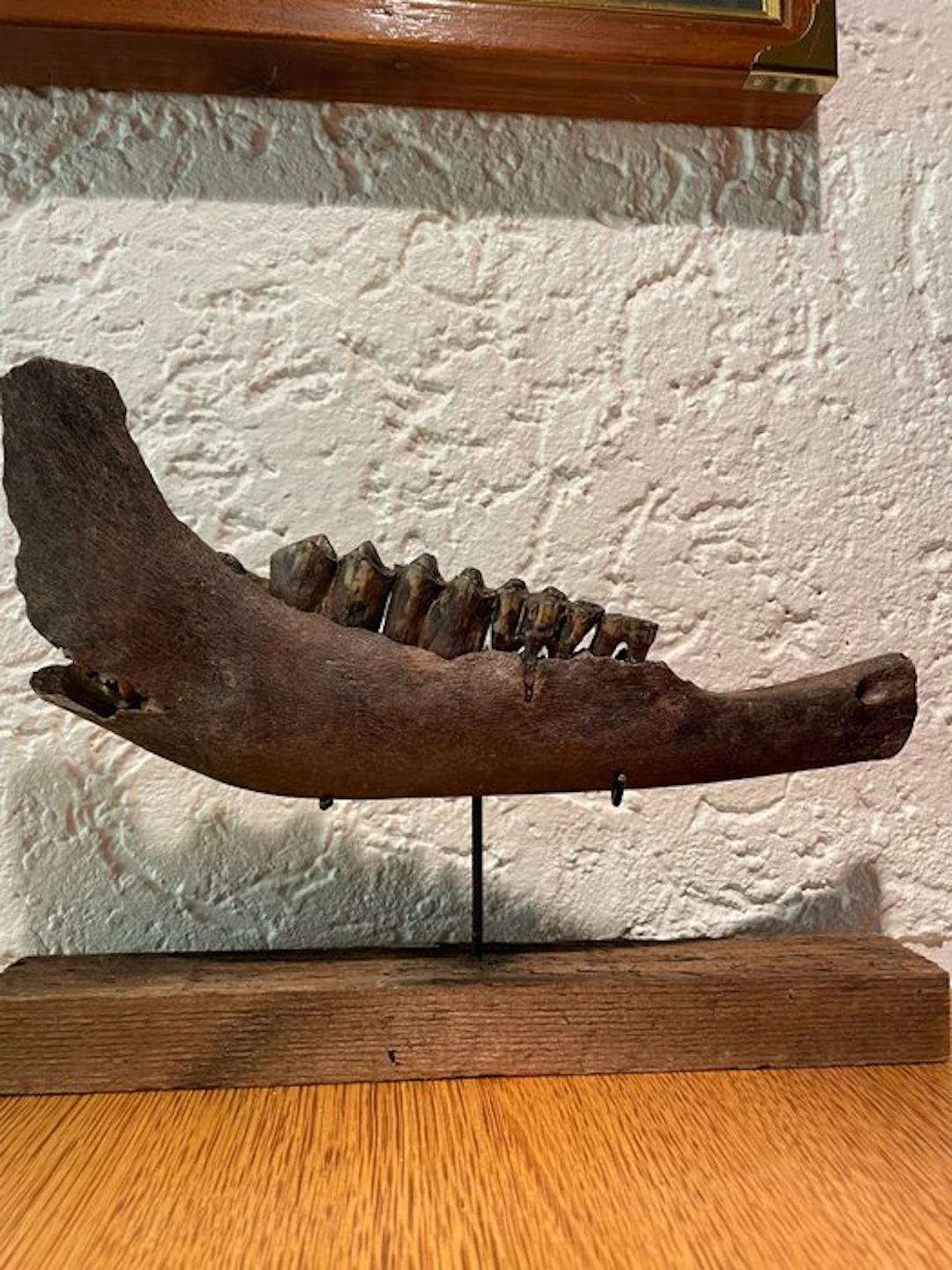 Bison - Fossil mandible bone - Bison priscus - 15 cm - 32 cm
