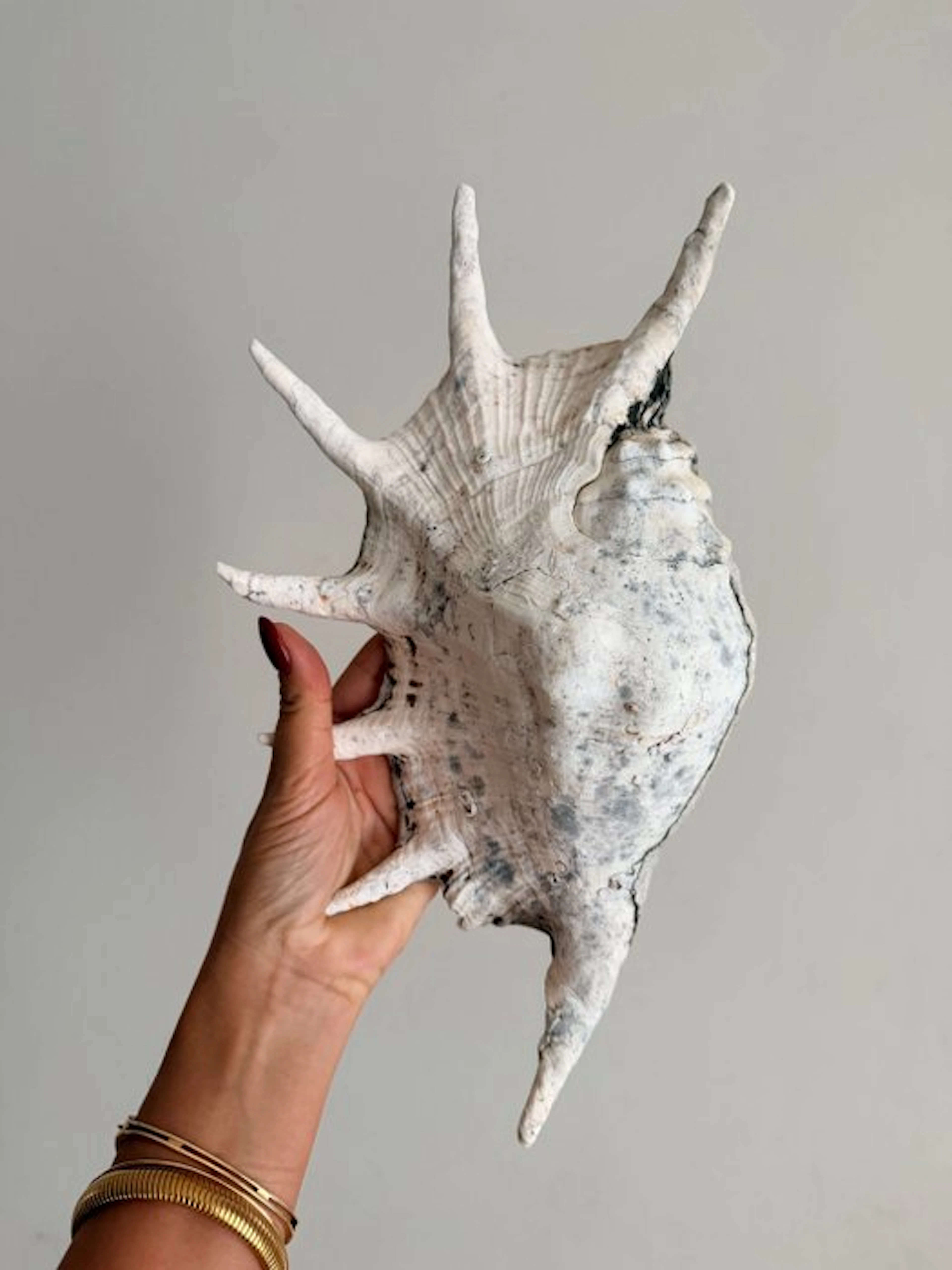Giant Clam Sea shell - Lambis lambis (Gasteropode marino) (No reserve price)