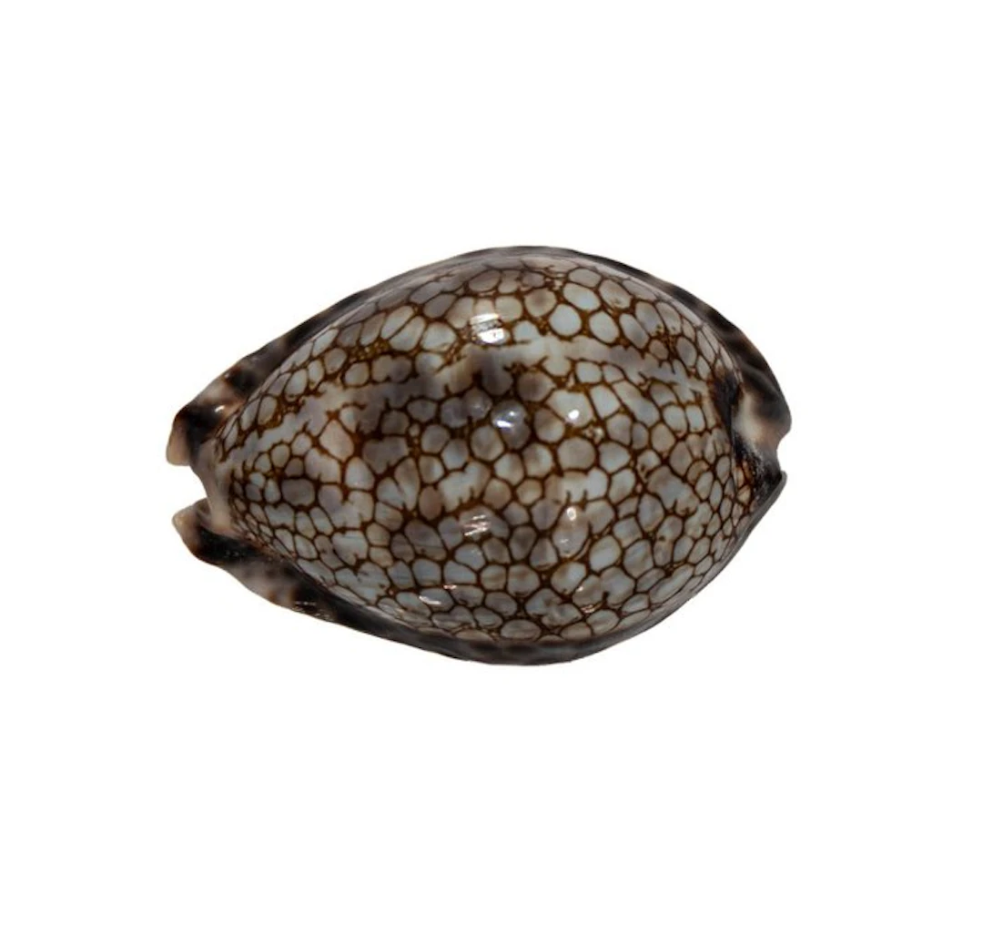Mauritia histrio (51 mm