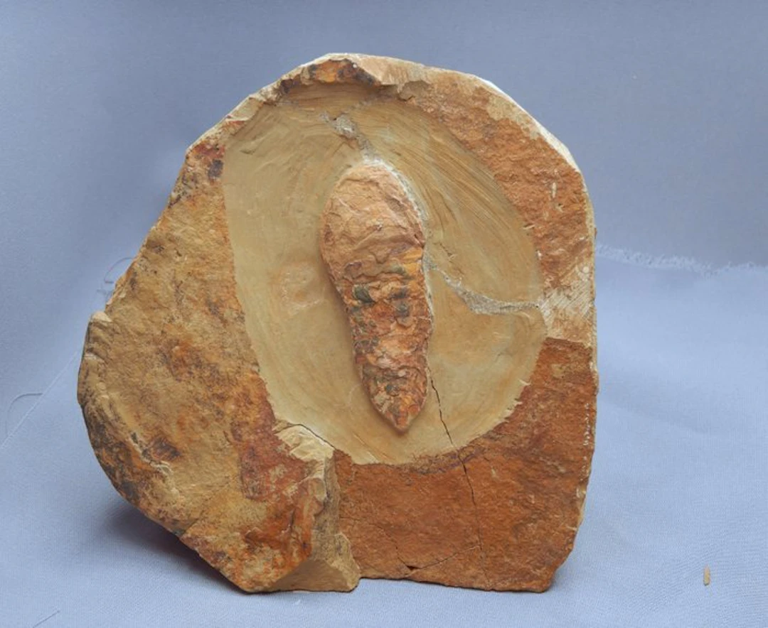 Arthropod - Fossilised animal - Aglaspid arthropod positive & negative - 5 cm