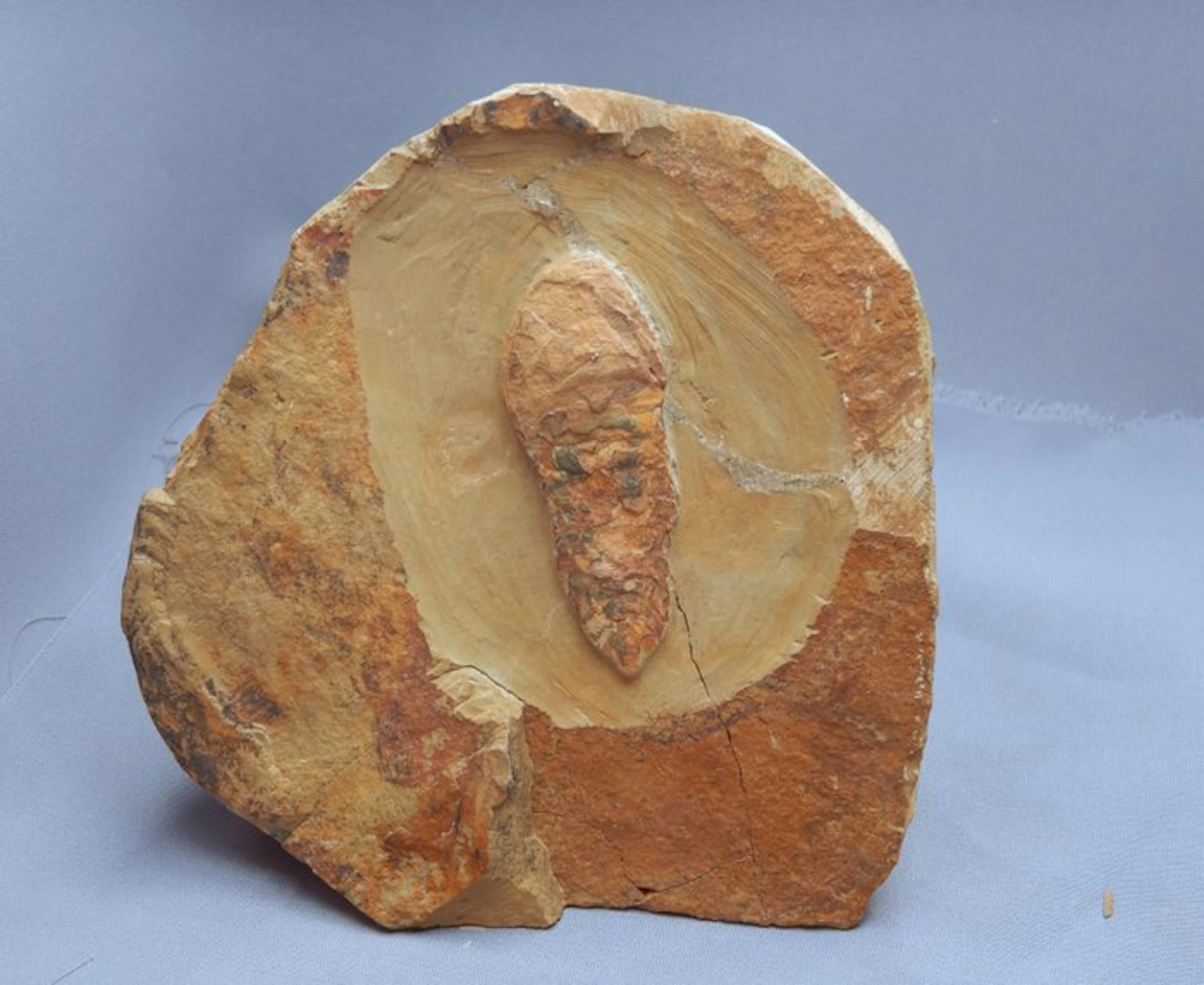 Arthropod - Fossilised animal - Aglaspid arthropod positive & negative - 5 cm
