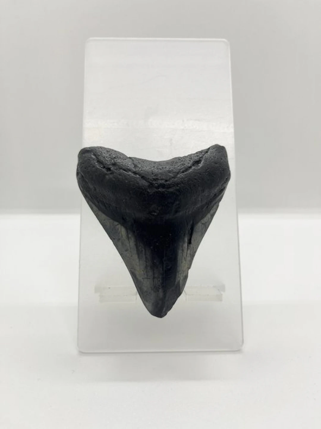 Megalodon - Fossil tooth - 8 cm - 6.5 cm (No reserve price)