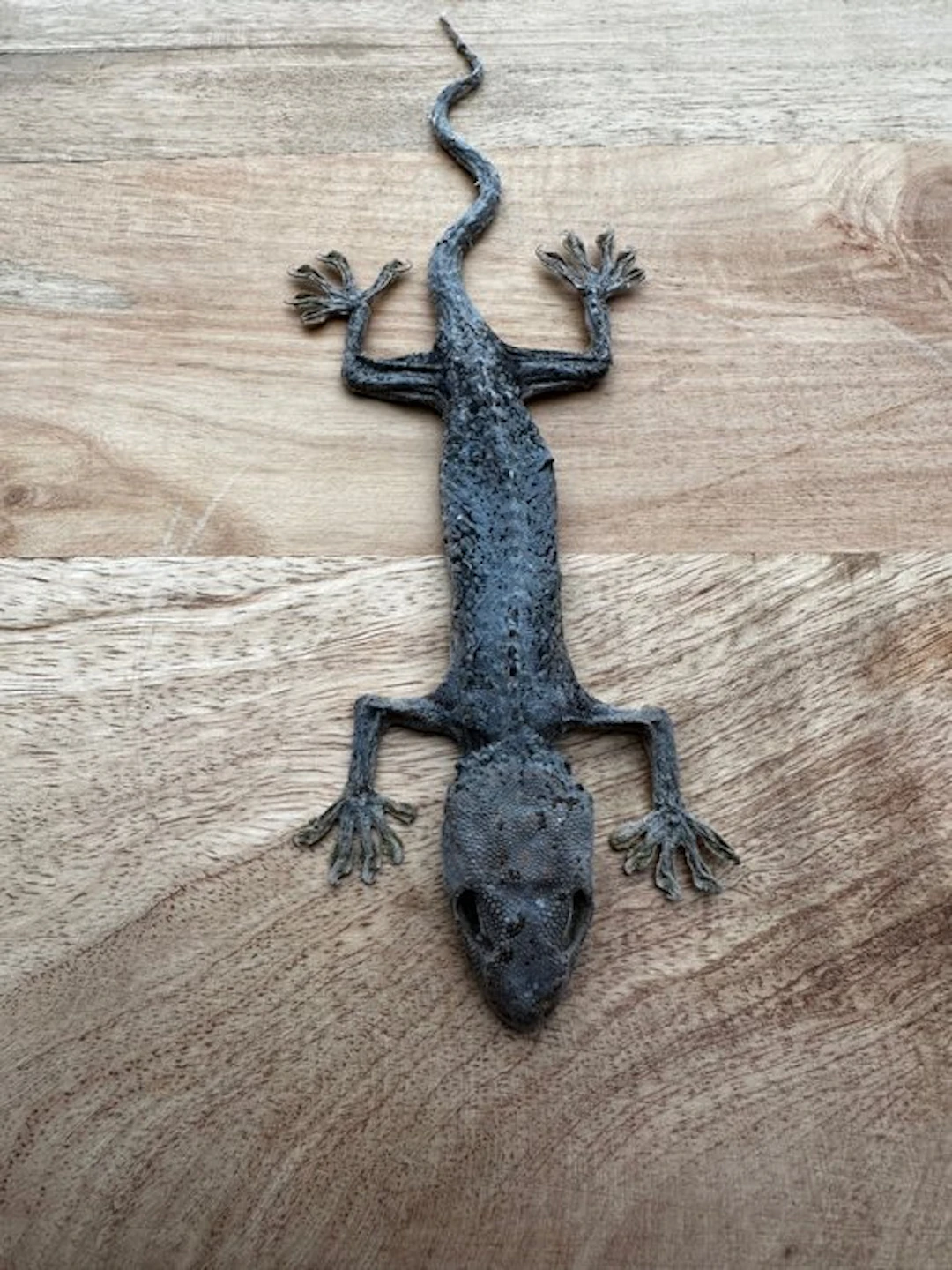 Gecko Taxidermy full body mount - Tokhe - 25 cm - 7 cm - 2 cm - 1