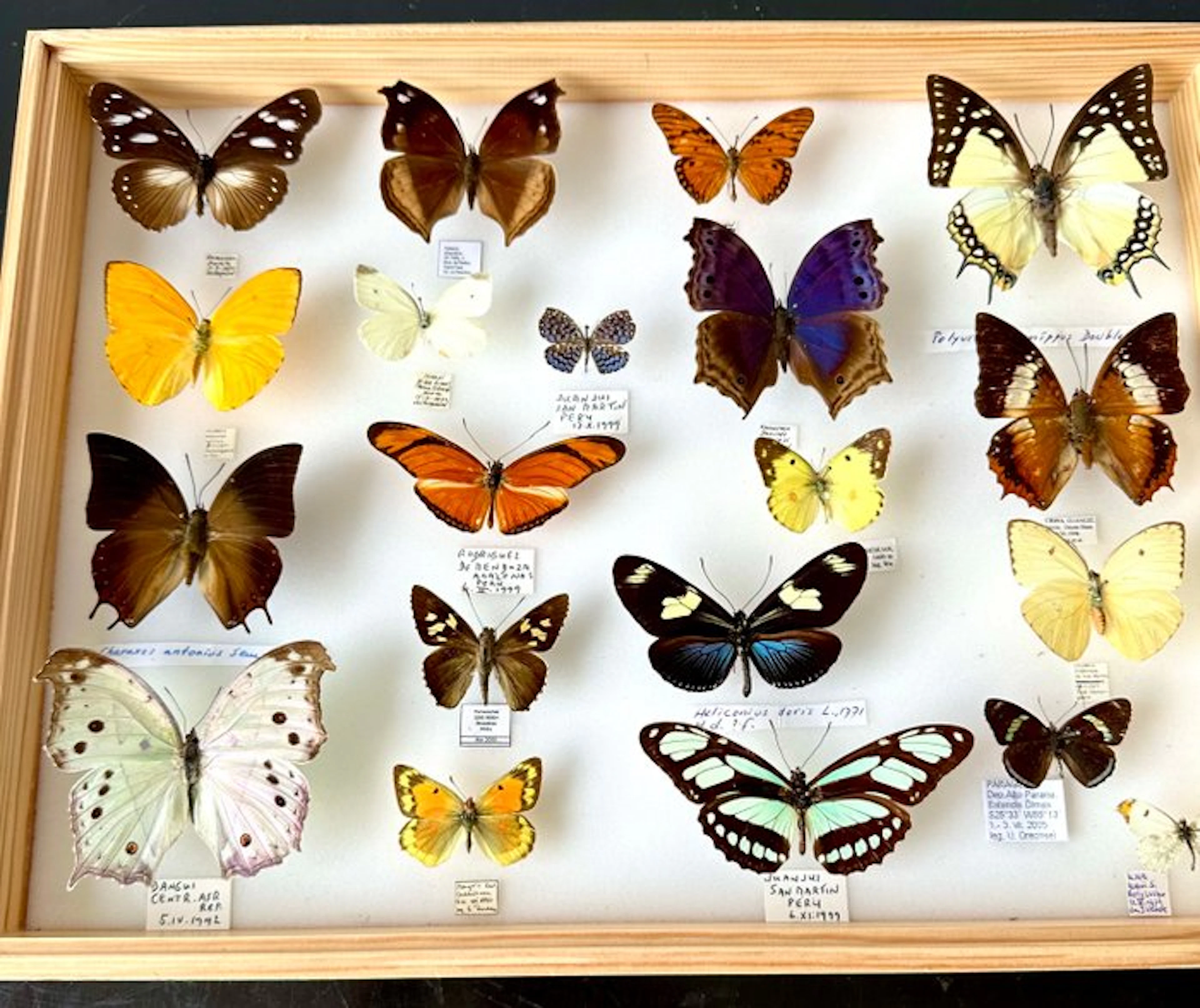 Unique museum drawer: 20 irreplaceable world butterflies in a museum drawer