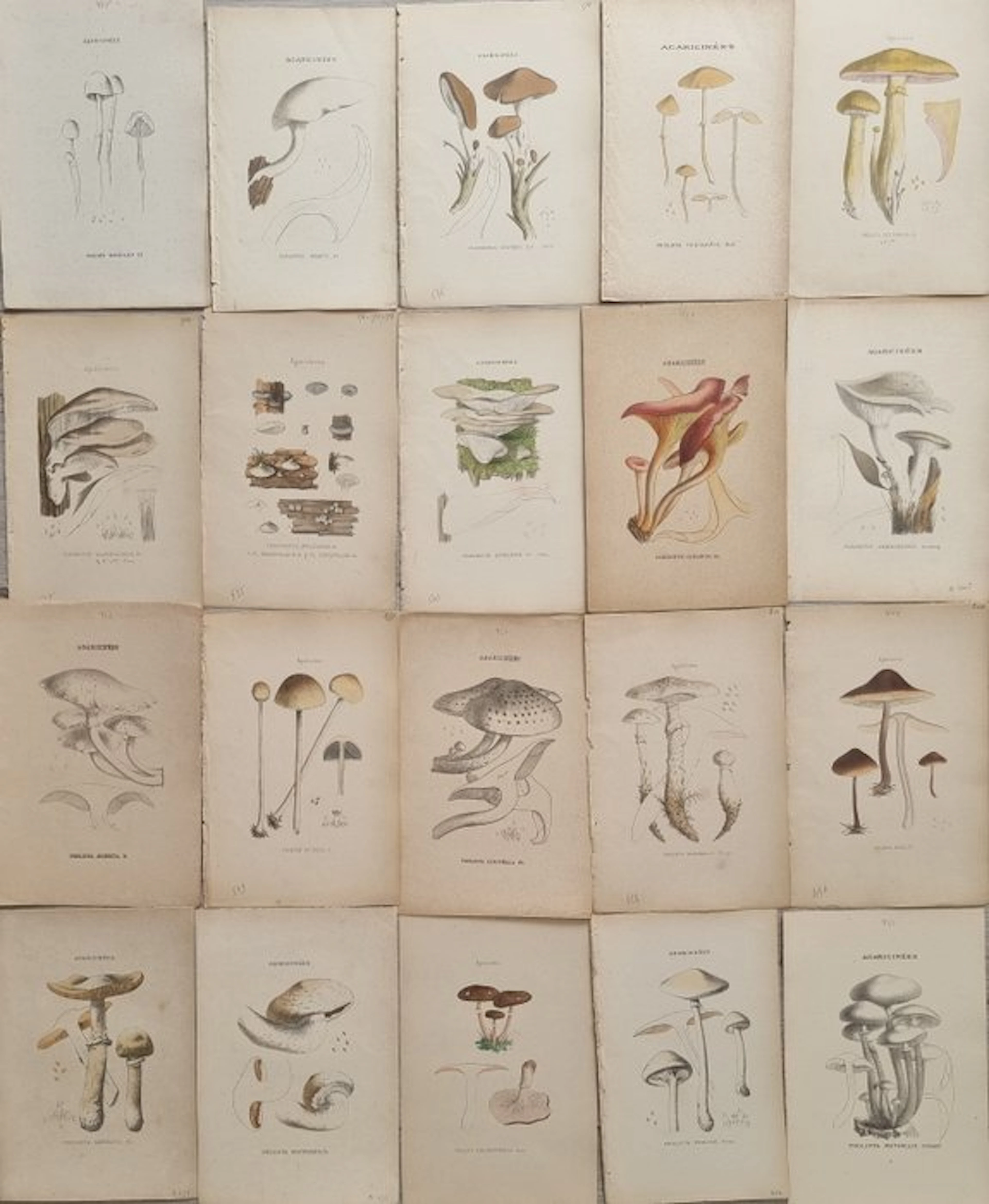 Claude Casimir Gillet (1806 /1896) - Lot