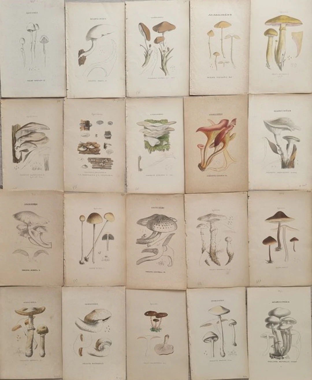 Claude Casimir Gillet (1806 /1896) - Lot