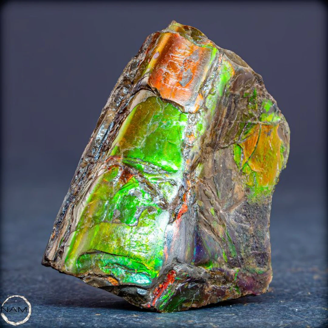 Natural ammolite – Fossil ammonite with intense color play | Alberta