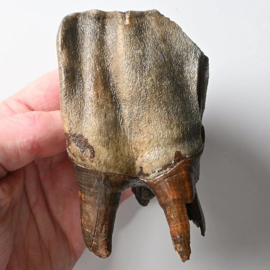 Woolly Rhinoceros - Fossil tooth - Coelodonta...