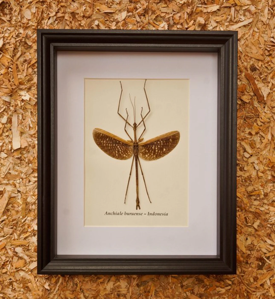 Walking branch Taxidermy full body mount - Anchiale...
