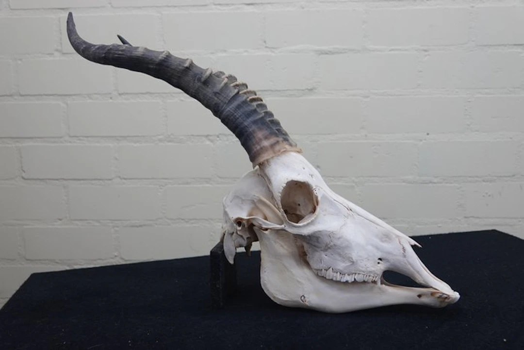 Blesbok Skull - Damaliscus pygargus phillipsi - 0 cm - 0...