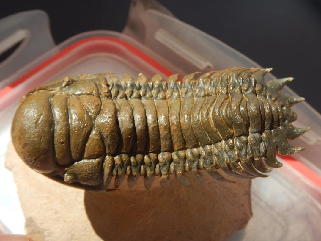 Trilobite - Fossil skeleton - Crotalocephalus gibbus