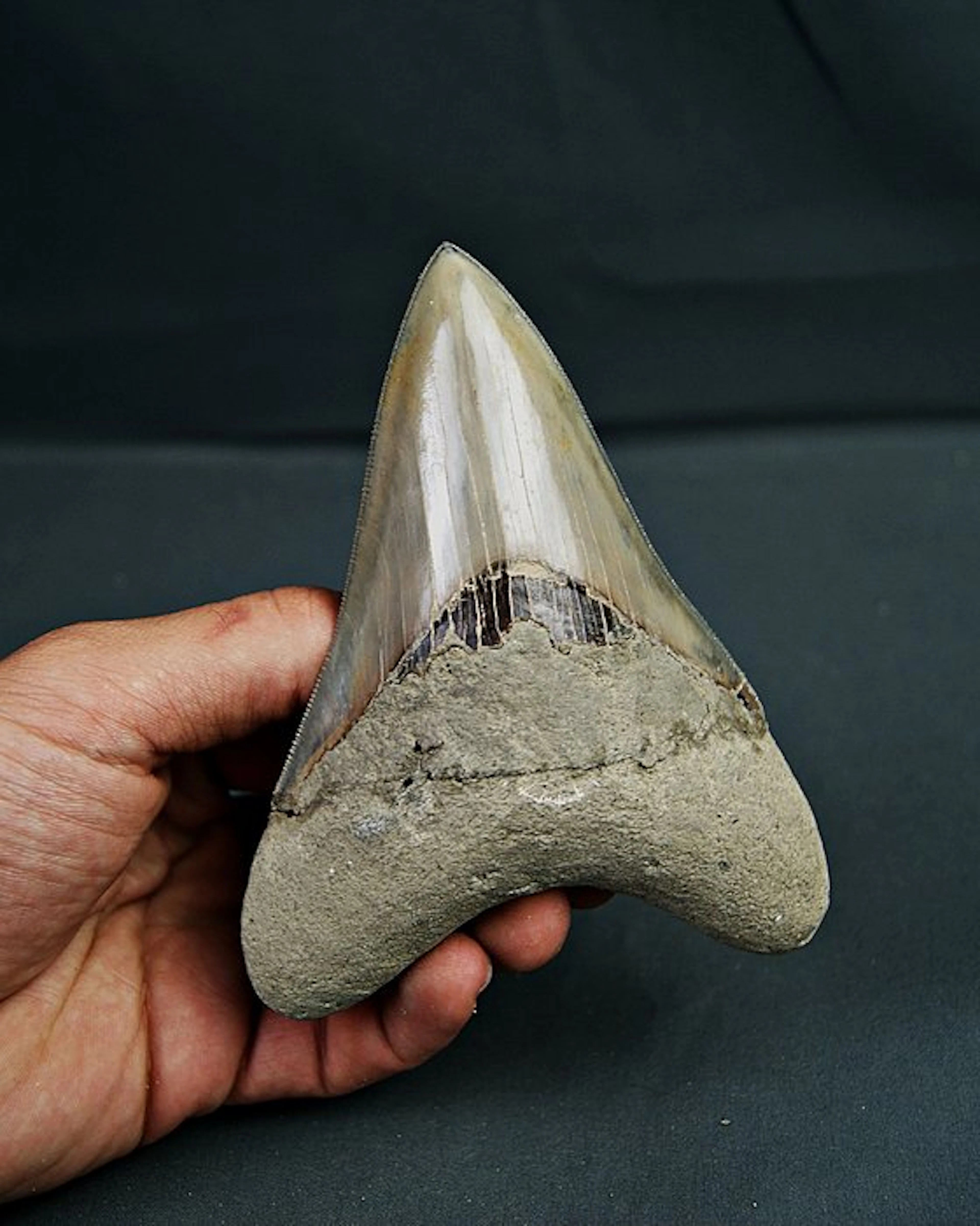 Megalodon - Fossil tooth - Otodus megalodon