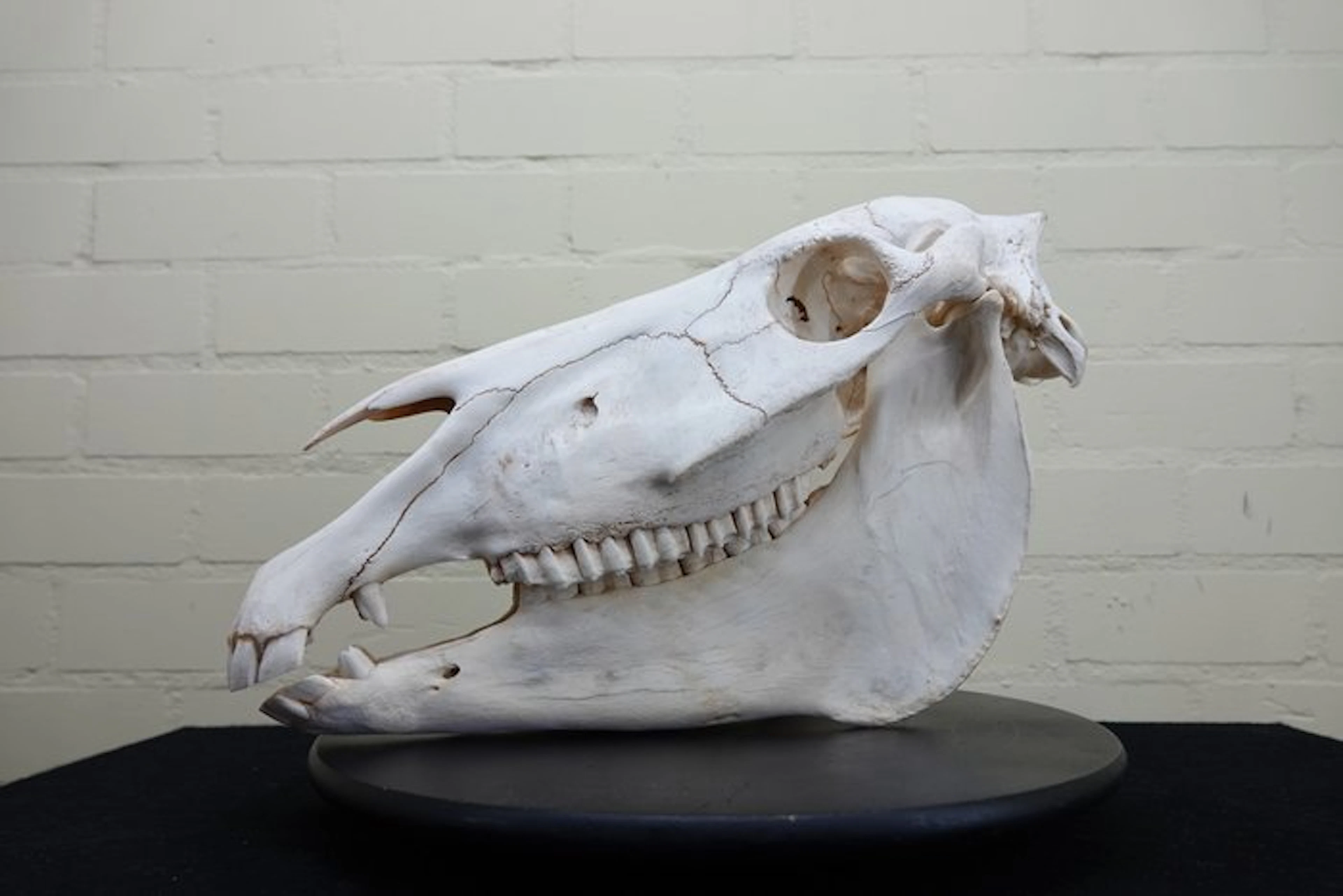Plains Zebra Skull - Equus quagga - 19 cm - 29 cm - 46 cm- Non-CITES species