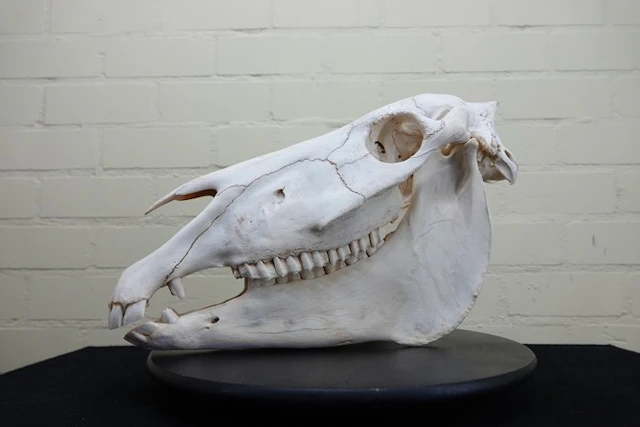 Plains Zebra Skull - Equus quagga - 19 cm - 29 cm - 46 cm- Non-CITES species