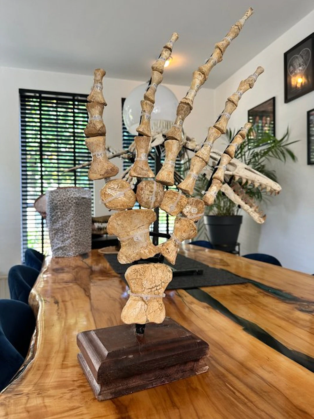 Mosasaur - Reconstructed skeleton - Grote Mosasaurus-vin...
