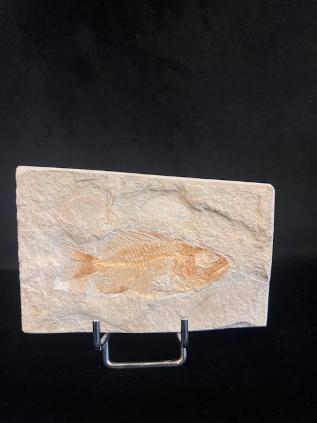 Fossil fish - Fossil skeleton - Ctenothrissa - 7 cm - 11 cm