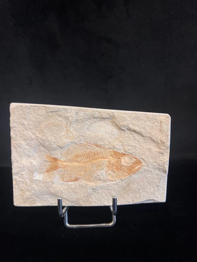 Fossil fish - Fossil skeleton - Ctenothrissa - 7 cm - 11 cm