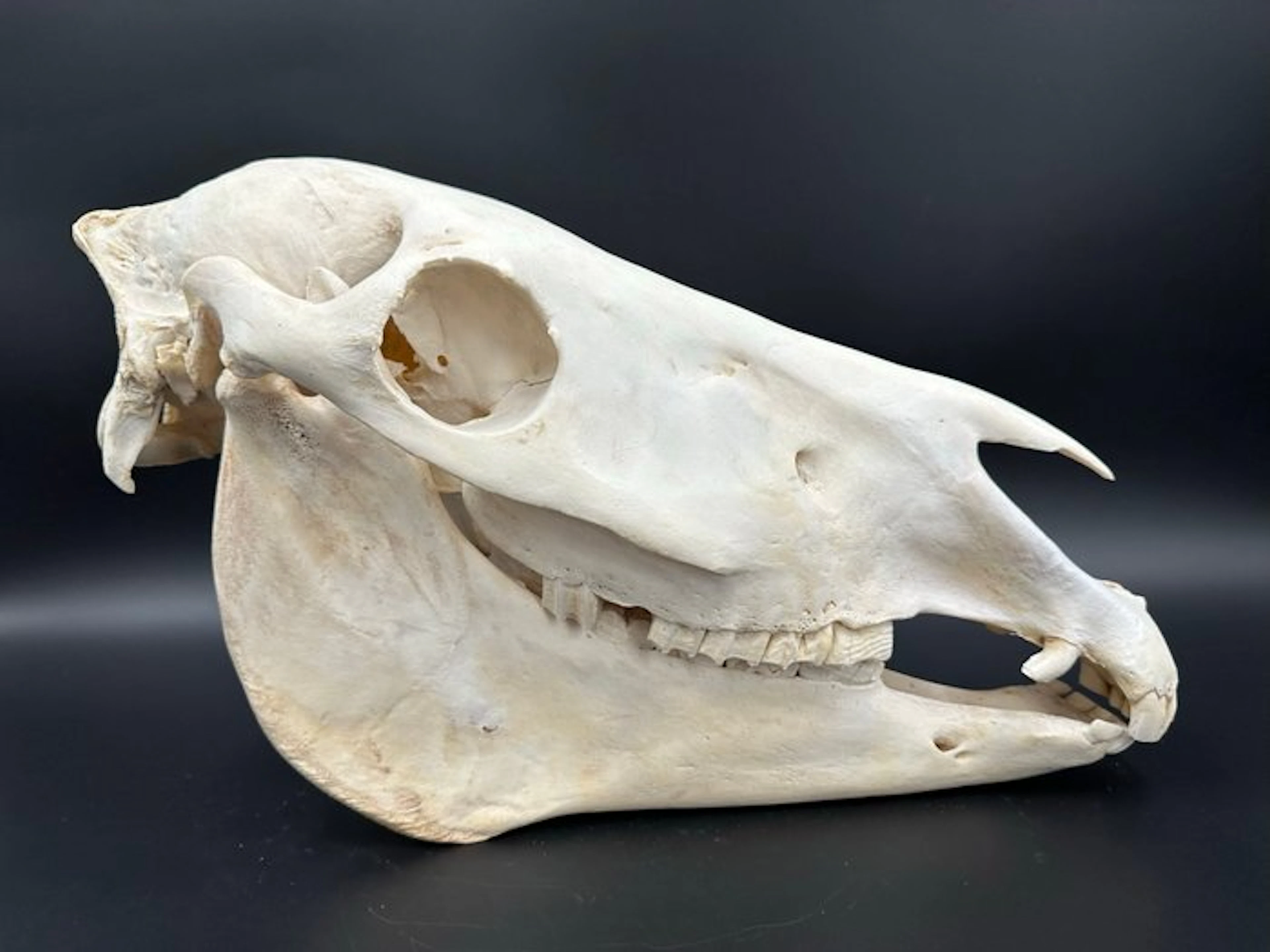 Burchell's Zebra Mammal skull - Equus quagga burchellii...