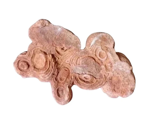 Stromatolite - Fossil fragment - Estromatolito (No reserve price)