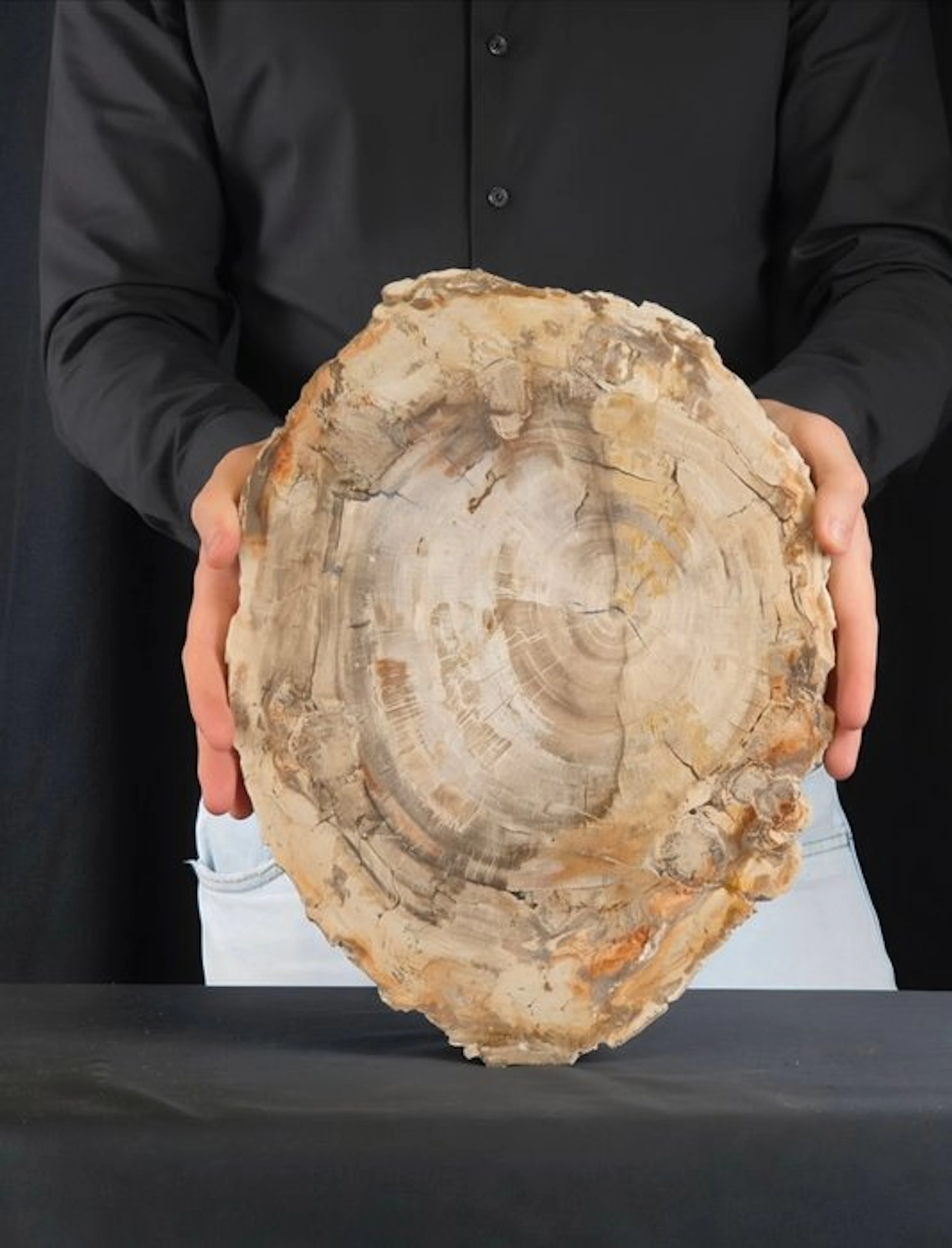 Fossil wood - Fossilised wood - 36 cm
