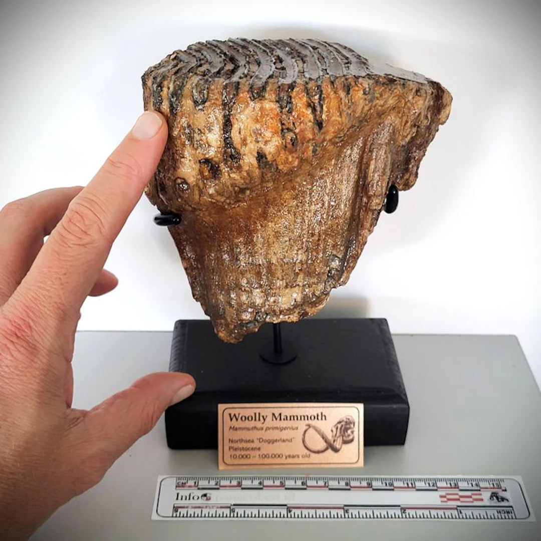 Fossil Woolly Mammoth tooth on a handmade stand - Fossil...
