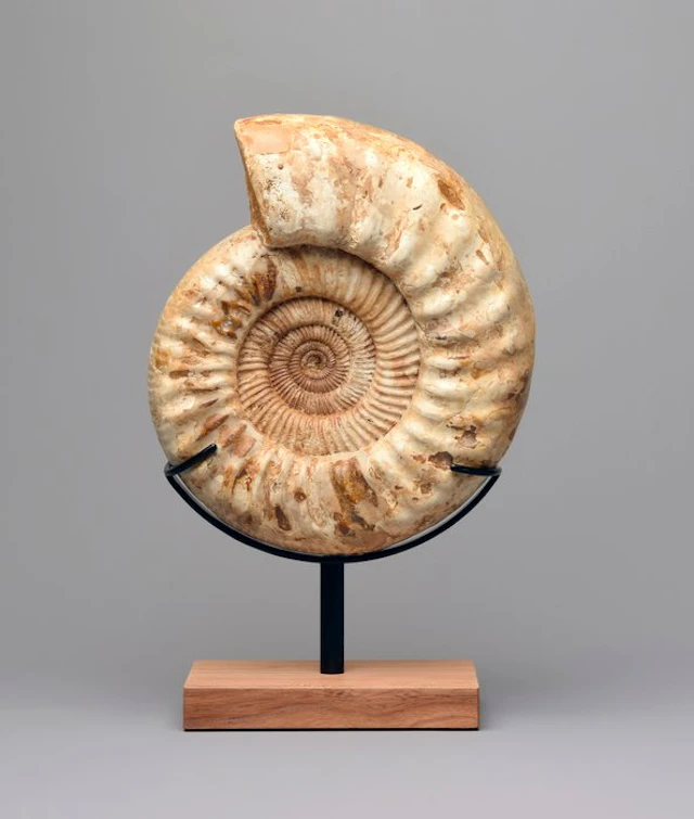 Ammonite - Fossilised animal - Kranaosphinctes sp. - 29 cm