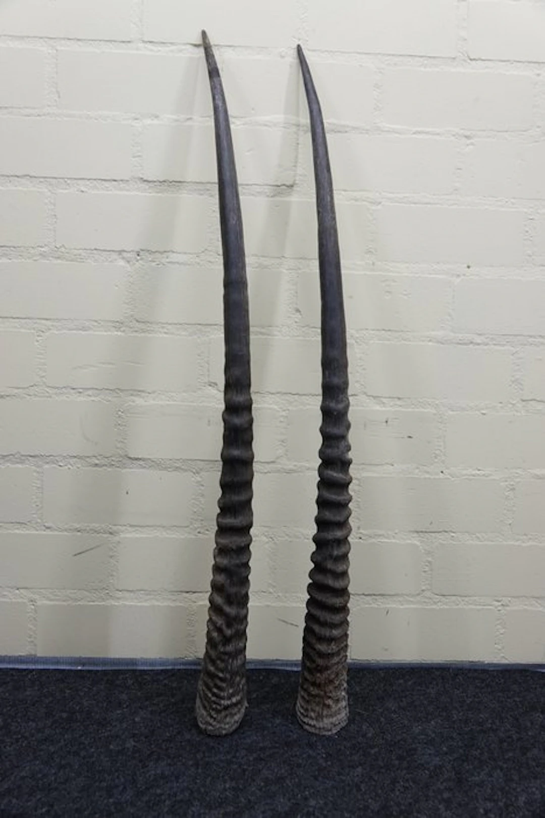 Gemsbok Horns - Oryx gazella - 90 cm - 3 cm - 0 cm- non-CITES species - (2)