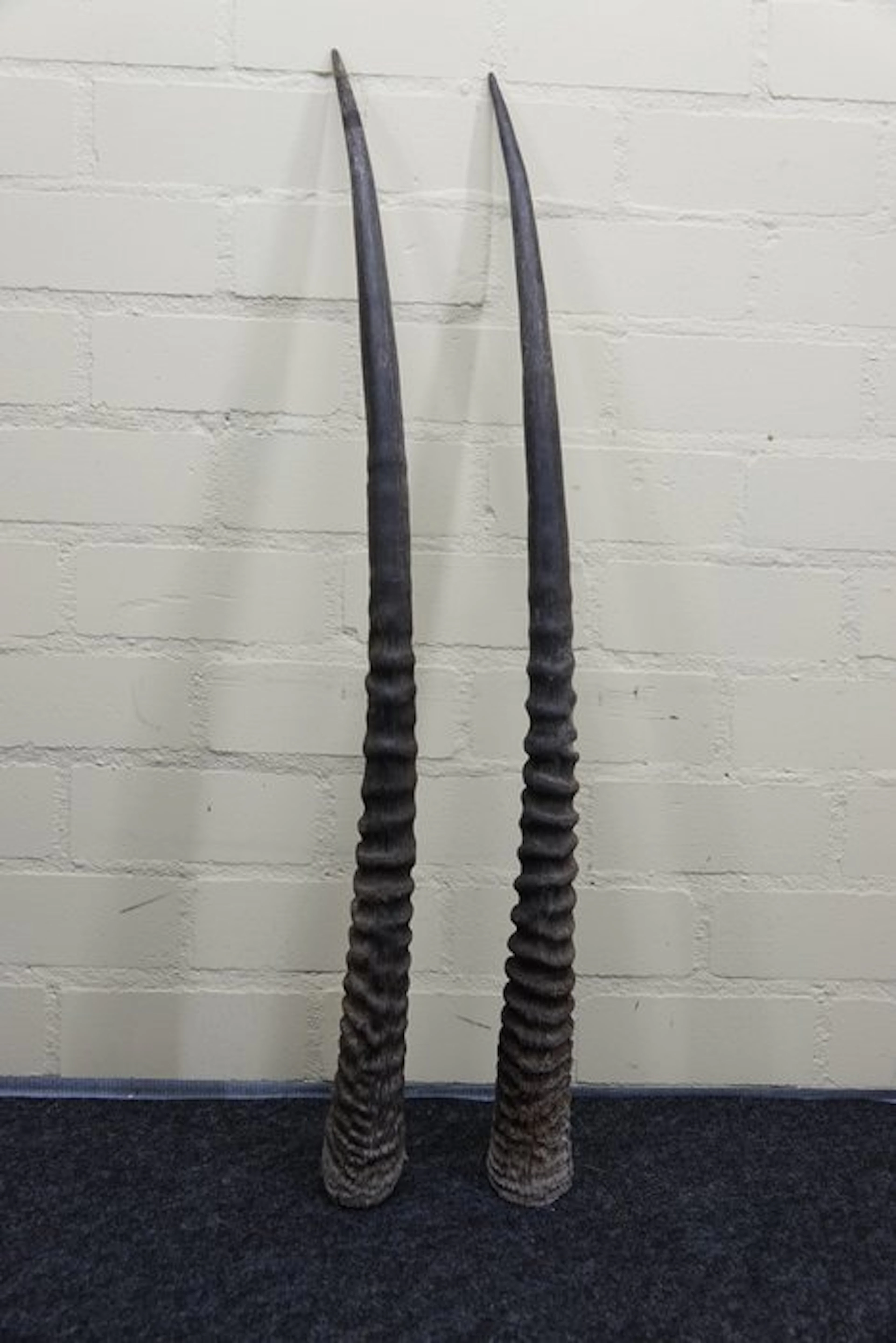 Gemsbok Horns - Oryx gazella - 90 cm - 3 cm - 0 cm- non-CITES species - (2)