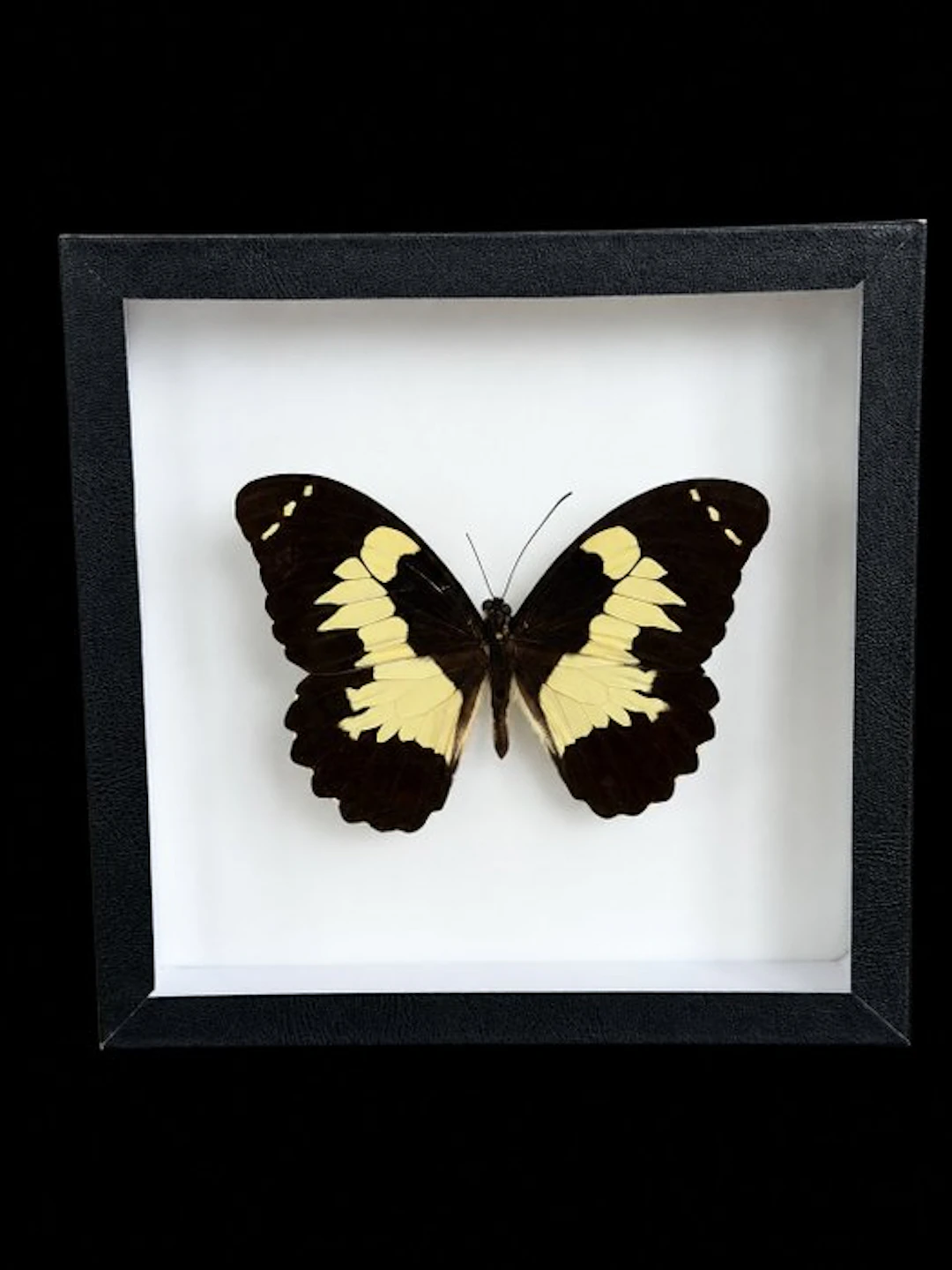 Butterfly Taxidermy full body mount - Papilio euchenor...