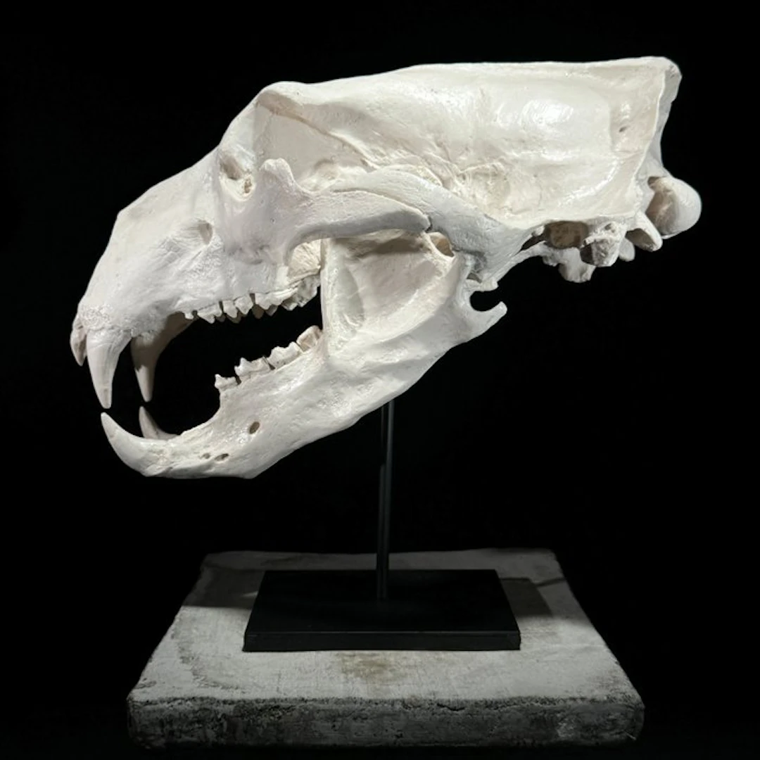 NO RESERVE PRICE - A Replica of Polar Bear Skull on a...