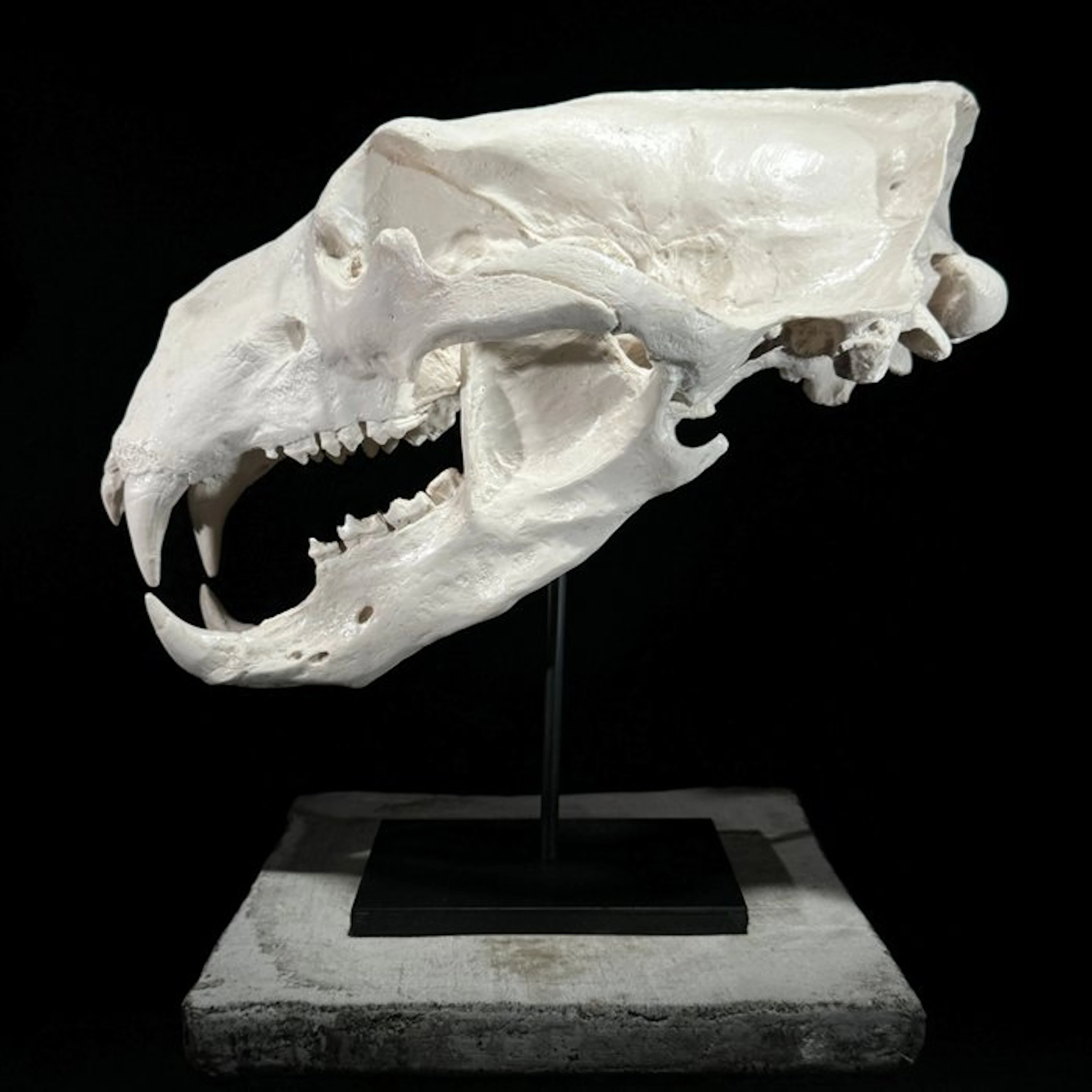 NO RESERVE PRICE - A Replica of Polar Bear Skull on a...